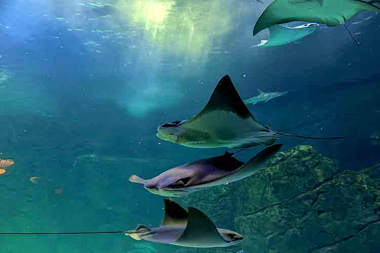 Ripley's Aquarium of Canada