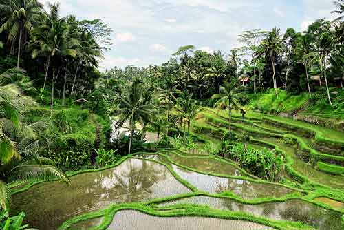 Tegalalang-Rice-Terrace