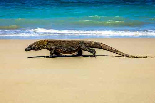 Komodo National Park