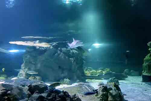 Guam Underwater World
