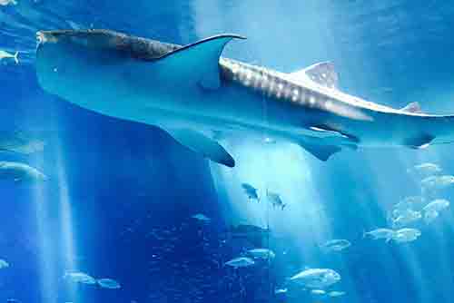 Okinawa Churaumi Aquarium