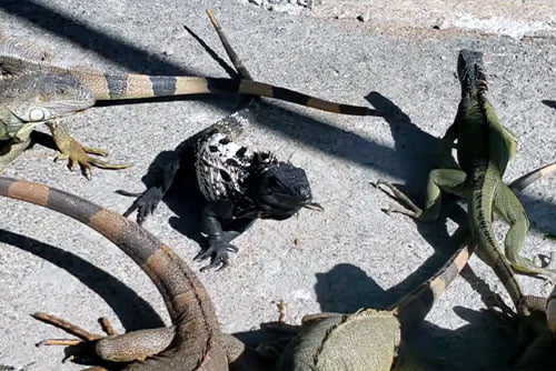 Iguana and Marine Park