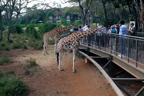 Giraffe Center
