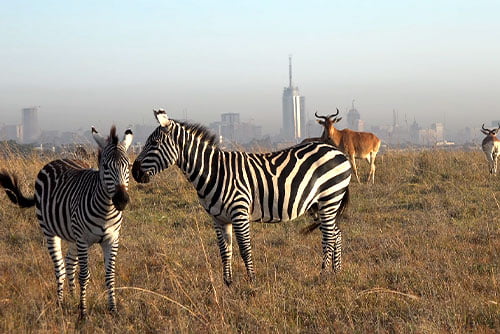 Nairobi National Park