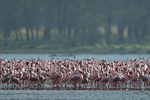 Nakuru National Park