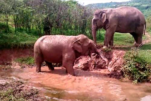 Vang Vieng Elephant Sanctuary