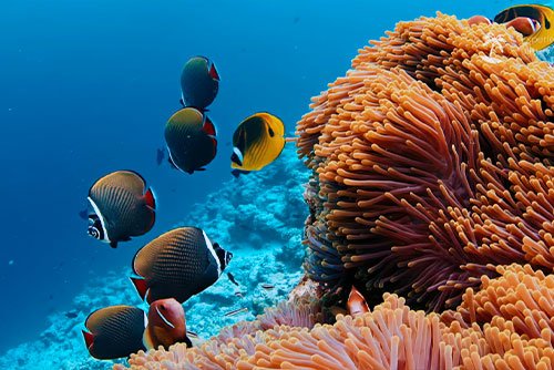 Diving and Snorkeling